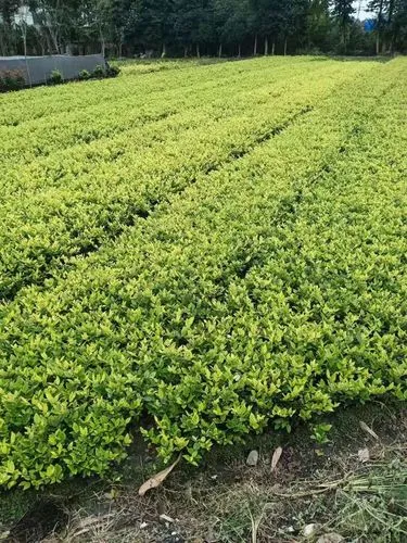 网球拍手胶需要更换吗_